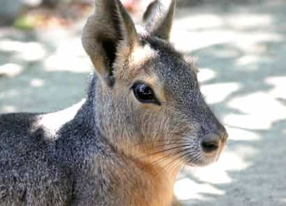 動物図鑑・マーラ